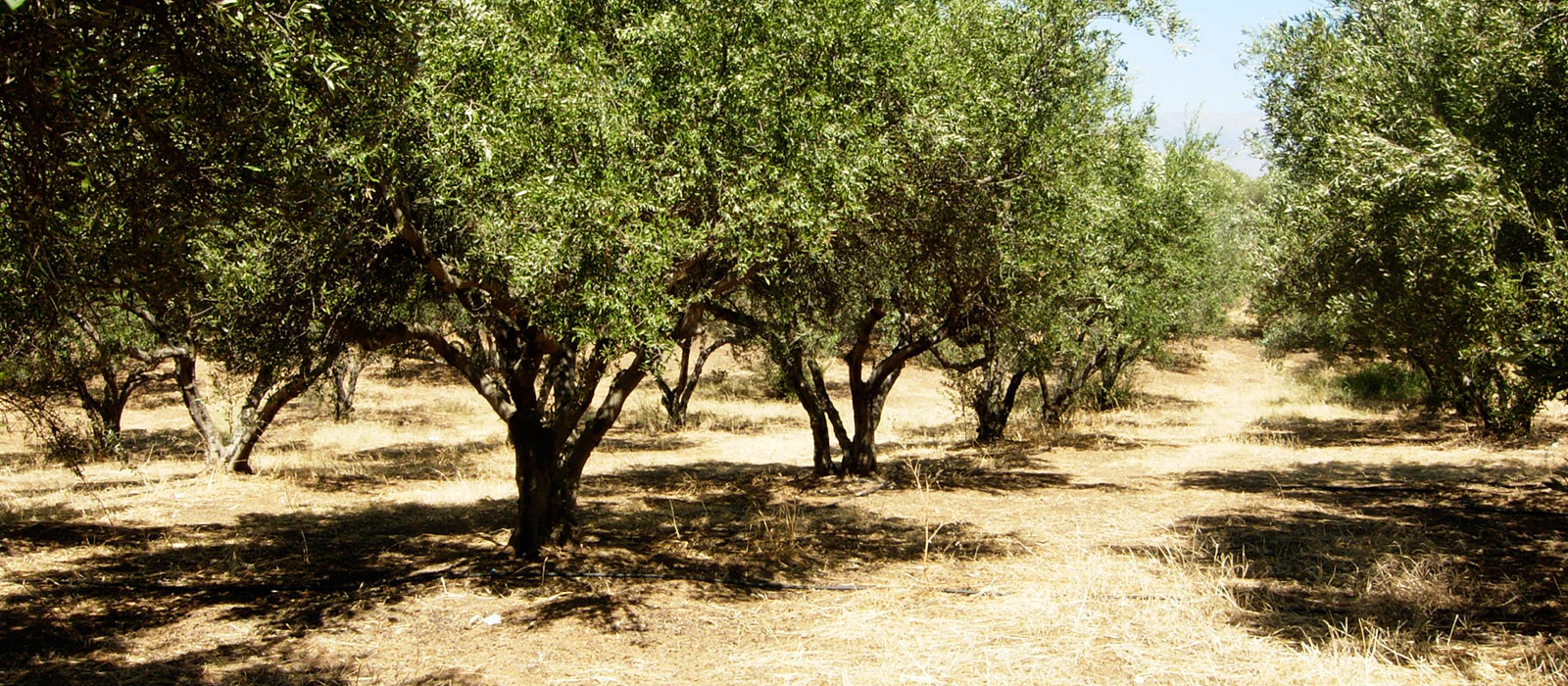 img-our-land